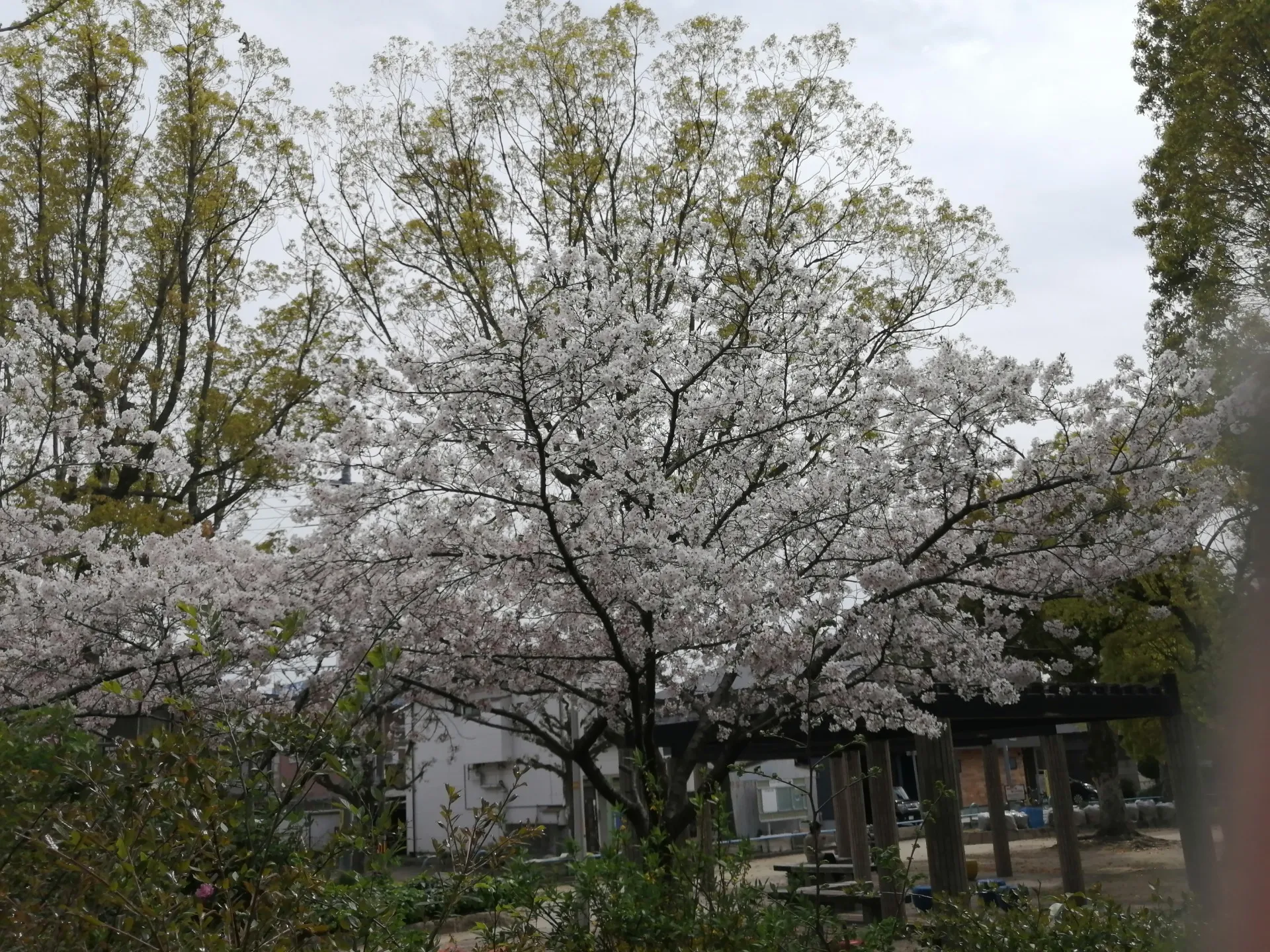 保護猫シェルタースタッフの超多忙な一日、みんなありがとう、そして大変お疲れ様でした。②のはずが個別出張火葬のお話です。