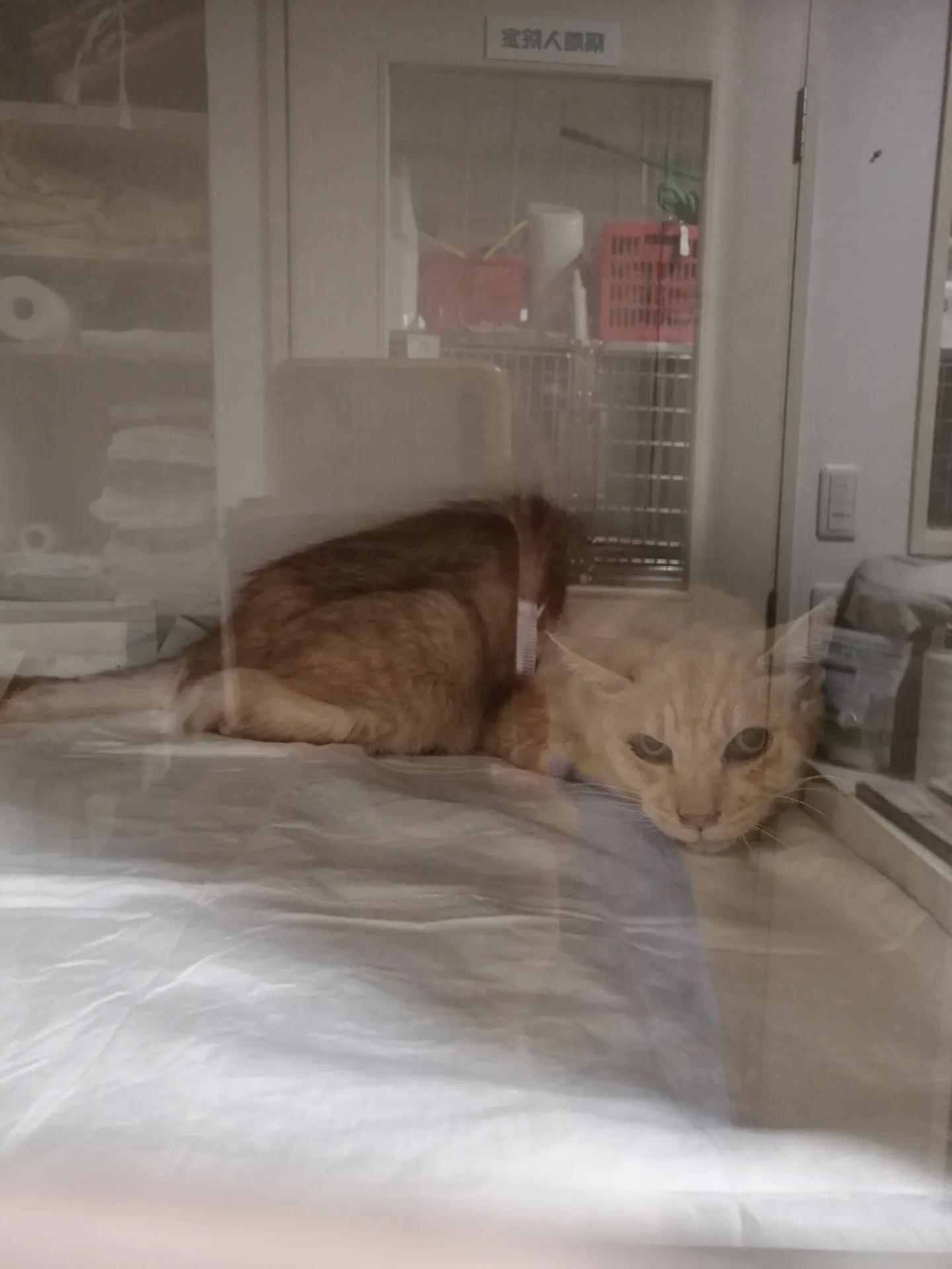 自宅の猫が体調不良?色々検査をしましたが、原因が良く分かりません。④